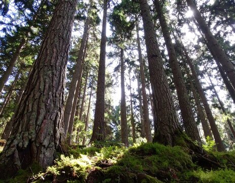 Sunlight filtering through tall trees in a dense forest
