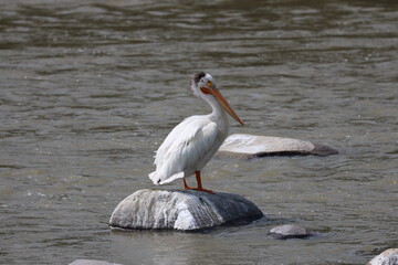 lone white pelican posing in sunshine standing on a rounded rock in a river (portrait)