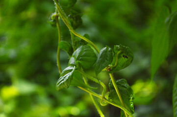 green leaves in a garden