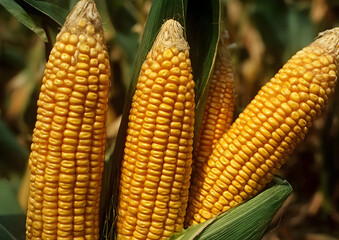 Close-up of ripe corn cobs showcasing their vibrant yellow kernels, ready for harvest in a sunlit field.