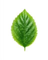 Fototapeta premium Close-up of vibrant green leaf (3)