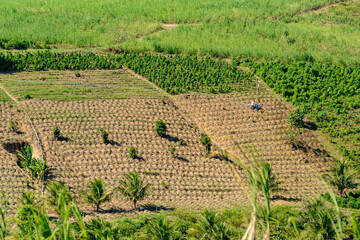 Vegetable Crop Fields with Farmers Working in Alhandra, Para&iacute;ba, Brazil on May 25, 2015.