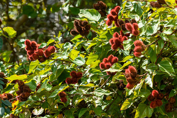 Annatto Fruits (Bixa orellana) on Tree Branch,  Para&iacute;ba, Brazil.
