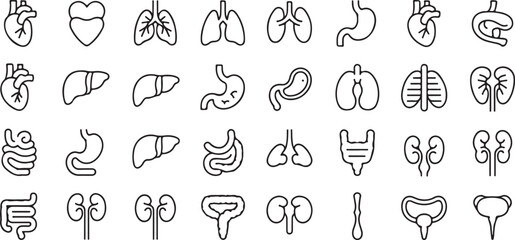 Medical Organs Thin Line Icon Set – 40 Vector Pictograms of Human Anatomy