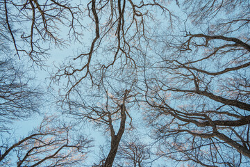 Bare winter tree branches against blue sky on Hallasan, Jeju Island