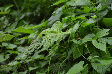 Close-up of green leaves with natural background in daylight	