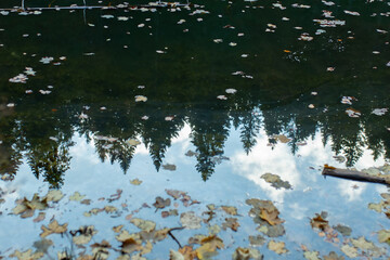 Reflections of trees and sky on the water of an alpine lake. The image captures the silence and beauty of autumn, with colorful leaves floating on the surface.