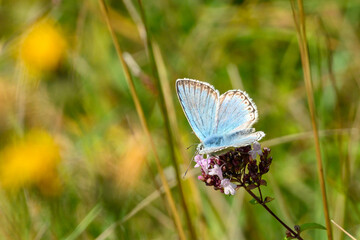 rare male chalkhill blue butterfly nectaring on a flower with its wings open