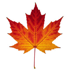 Fototapeta premium Autumn Maple Leaf, isolated on transparent background