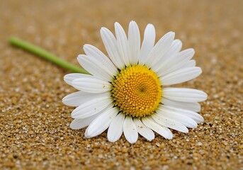 Solitary Daisy on Textured Sand Surface Displaying Floral Elegance