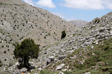 lonely juniper on the montain