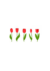 Set of red tulips isolated on white background.ai