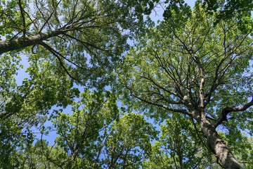 Trees stretching toward the clear blue sky