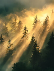 Serene misty forest with golden sunlight streaming through trees. peaceful morning scene in nature with dramatic light and scenic fog