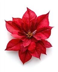 Vibrant red poinsettia flower, centered on white background