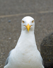 European herring gull looking straight into the camera; its bright yellow eyes have a hypnotic look