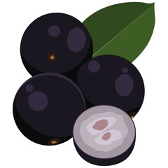 jabuticaba fruit vector illustration drawing.