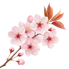 Naklejka premium Delicate pale pink cherry blossom flowers and buds on a branch with autumn leaves isolated on transparent background
