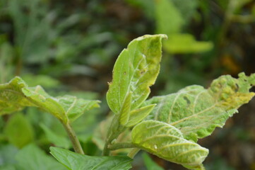 Close-up of green leaves with natural background in daylight