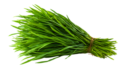 Fresh wheatgrass bunch isolated on transparent background.