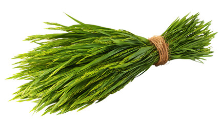 Bundle of green foxtail grass isolated on transparent background.