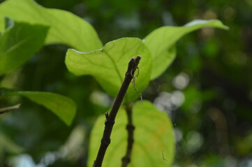 Close-up of green leaves with natural background in daylight