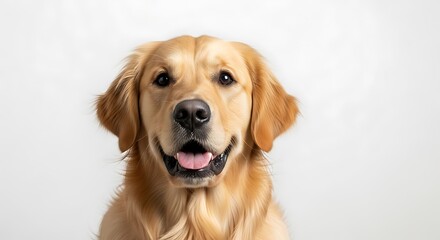 Happy Golden Retriever Portrait.