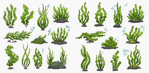 Collection of diverse seaweed illustrations, showcasing various shapes, sizes, and growth patterns underwater.