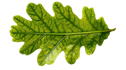 Green oak leaf isolated on transparent background.