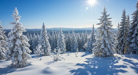 Golden Winter Morning: Sunlit Forest with Pristine Powder Snow and Clear Sky