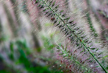 seeding green and red heads of Pennisetum alopecuroides or Chinese fountain grass. fresh fall colors colors. soft background. selective focus. gardening and landscaping concept. focus on foreground