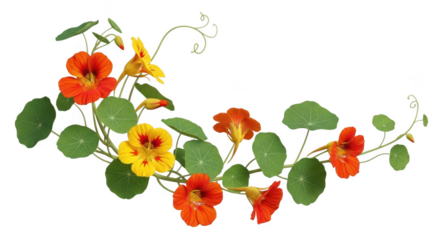 Vibrant nasturtium flowers and leaves arranged in a curved garland isolated on transparent background