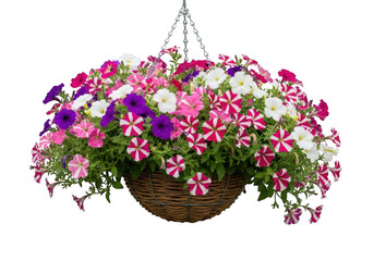 Vibrant mixed petunia flowers cascading from a woven hanging basket isolated on transparent background