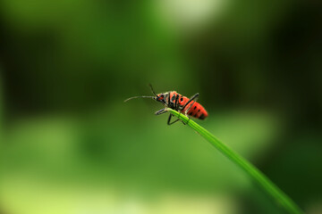 Cute bug sitting on grass