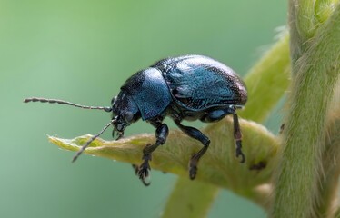 Iridescent Blue Green Beetle with Metallic Shell Crawling on Plant Stem - Detailed Macro Photography