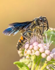 Metallic Blue-Winged Bee Feeding on White Garden Blossoms with Iridescent Shimmer in Natural Setting