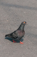 Close-Up of a Pigeon Standing on Pavement with a Distinctive Orange Eye
