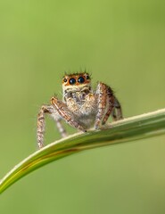 Jumping Spider with Blue Eyes on Grass Blade - Macro Wildlife Photography