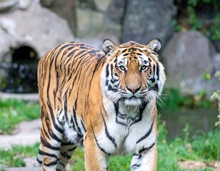 Obraz premium Tiger portrait in zoo enclosure