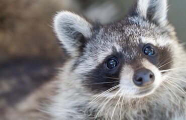 Adorable Raccoon Portrait with Bright Blue Eyes and Distinctive Facial Markings in Natural Wildlife Habitat