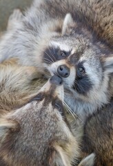Raccoon Family Bonding - Mother and Baby Kit Showing Affectionate Behavior in Natural Wildlife Habitat Portrait