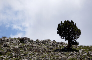 lonely juniper on the montain