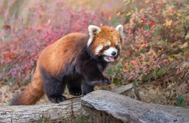 Red panda with tongue out standing on log in autumn forest habitat with colorful fall leaves