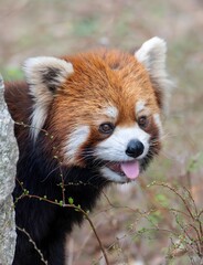 Obraz premium Red Panda with Tongue Out Showing Playful Expression in Natural Wildlife Habitat