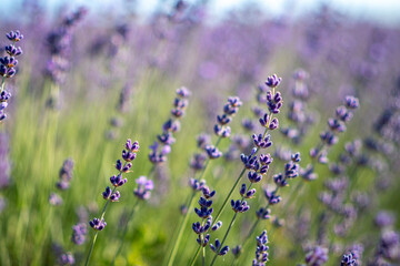 Obraz premium A field of purple lavender flowers with a bright blue sky in the background