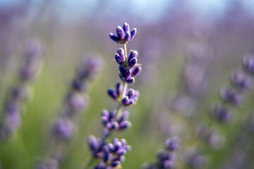 A close up of a purple flower with a few purple flowers in the background