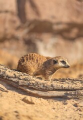 Fototapeta premium Striped Mongoose Resting on Wooden Log in Zoo Wildlife Sanctuary Habitat
