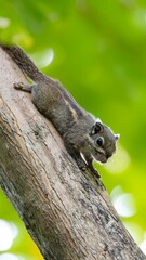 Cute Squirrel Clinging to Tree Trunk in Natural Forest Habitat with Lush Green Background