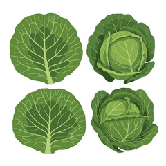 Obraz premium Four deliciously fresh green cabbage illustrations set in different views