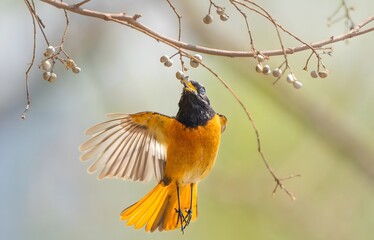Orange Redstart Bird Feeding on Berries in Flight - Natural Wildlife Scene